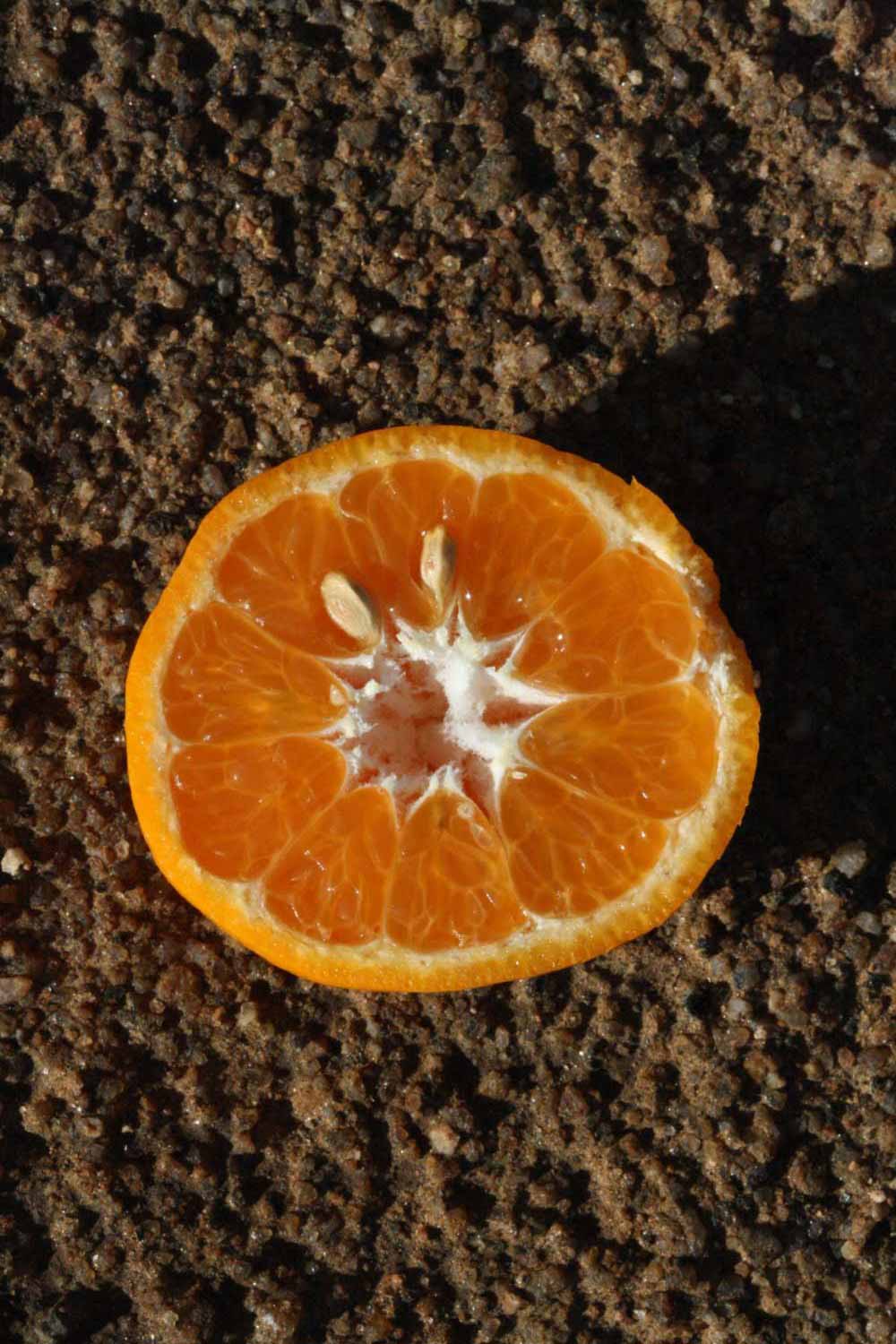              Fruit cross-section (Riverside, CA)       
